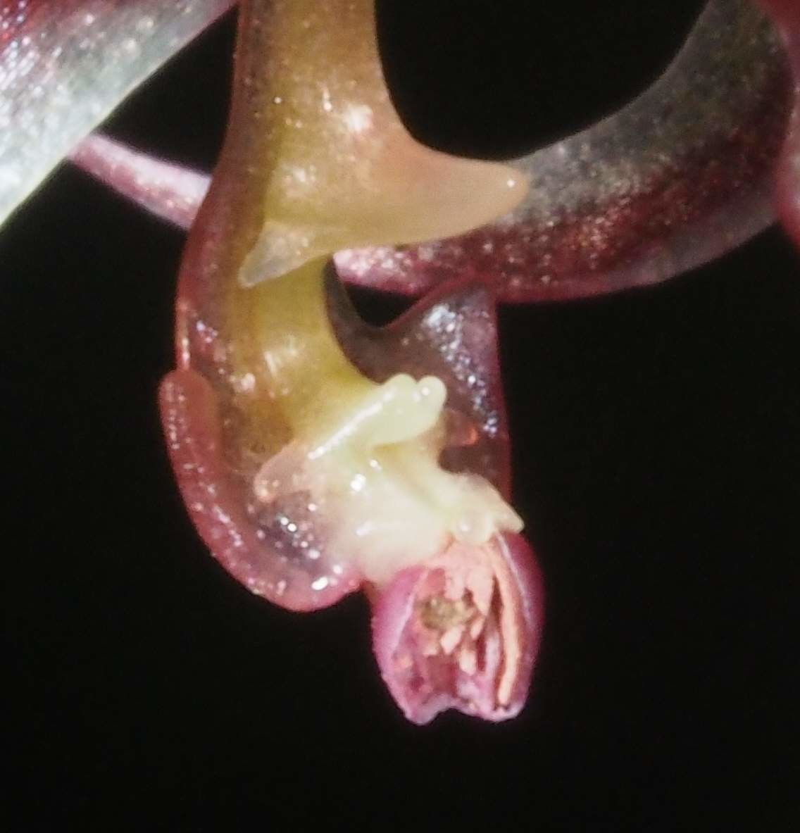 Acianthus bracteatus flower
