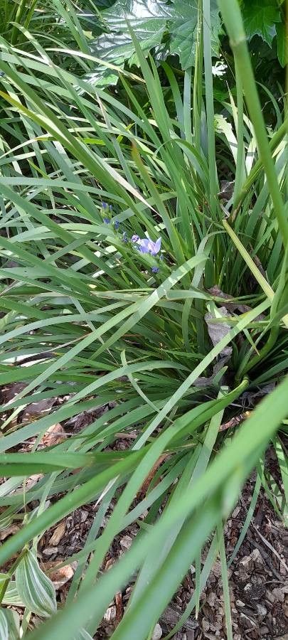 Orthrosanthus multiflorus leaf