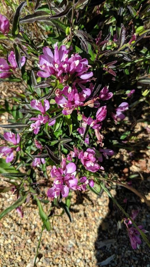 Polygala californica flower