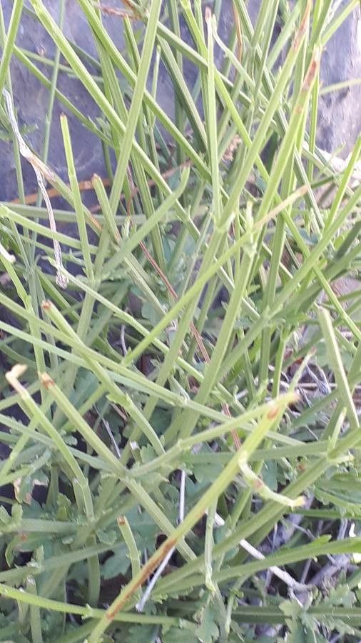 Lavandula subnuda — search result for 'Lavandula'