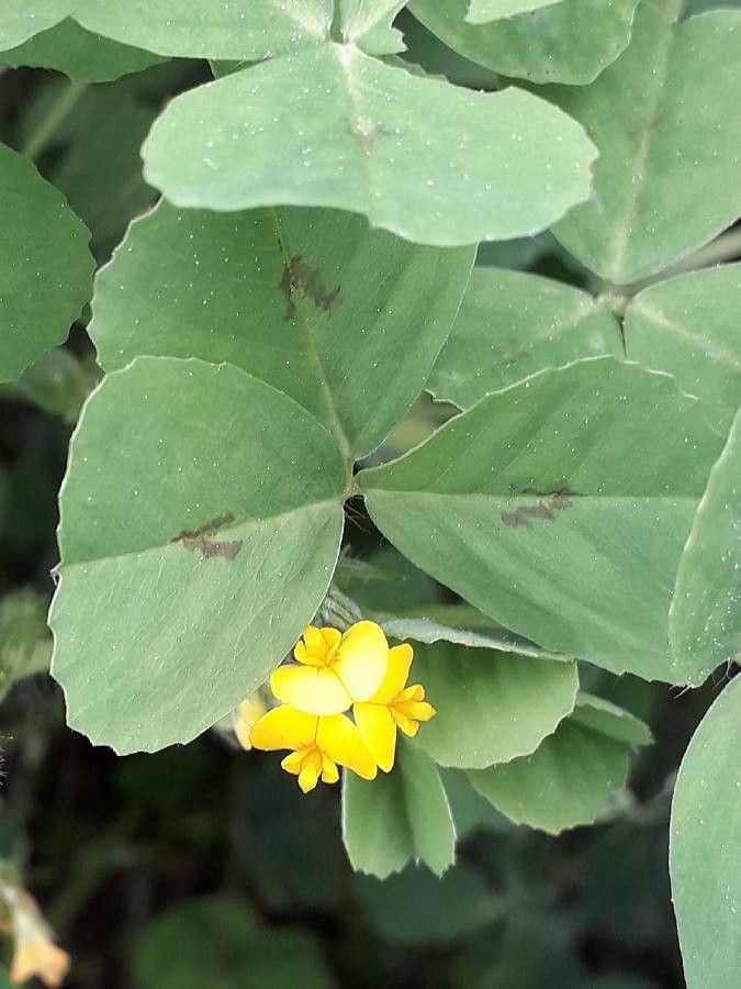 Medicago arabica flower