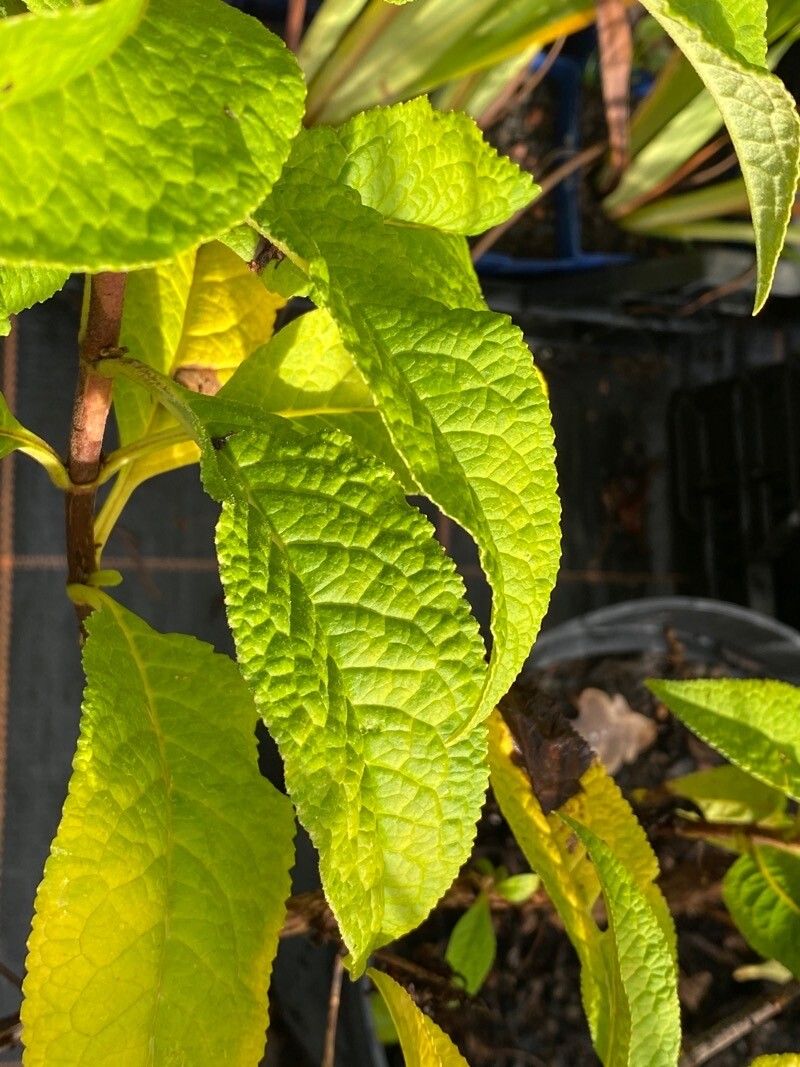 Buddleja colvilei — search result for 'Buddleja'