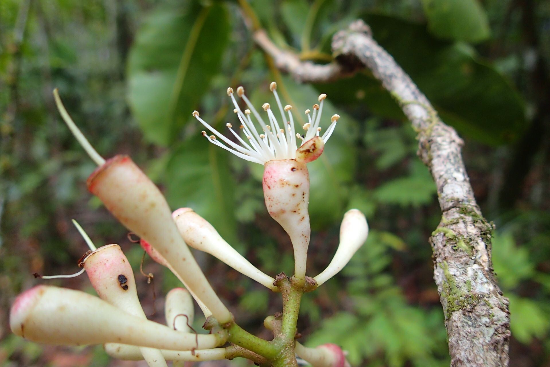 Syzygium amieuense flower