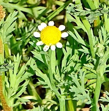 Cotula nigellifolia — houseplant care guide