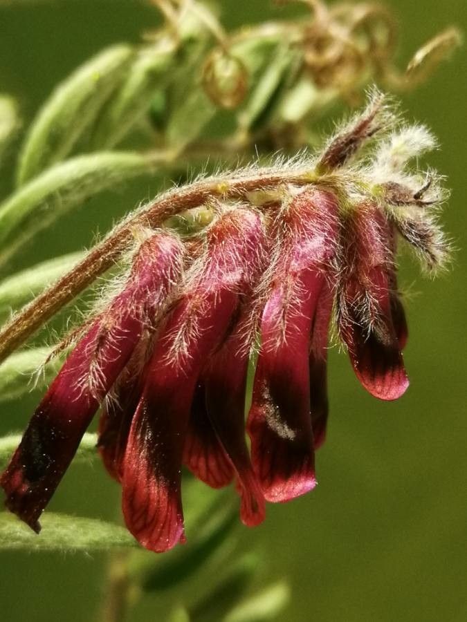 Vicia benghalensis flower