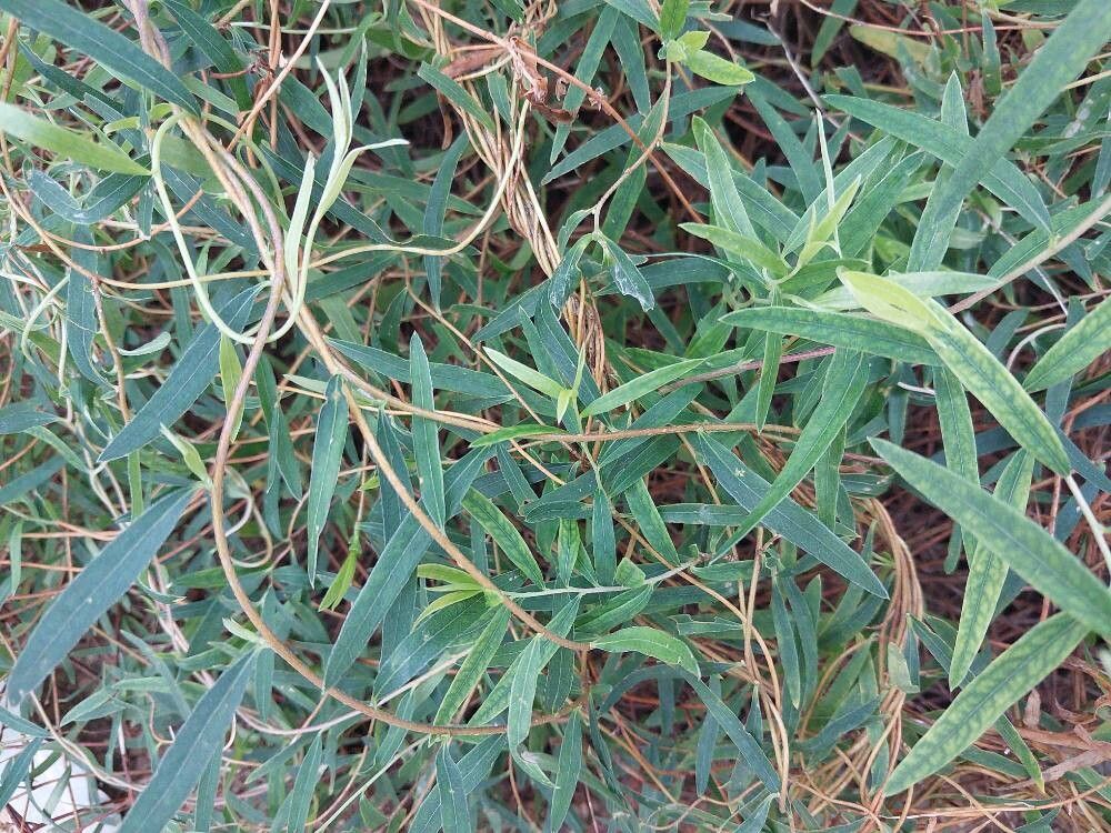 Billardiera cymosa — related species from the same genus