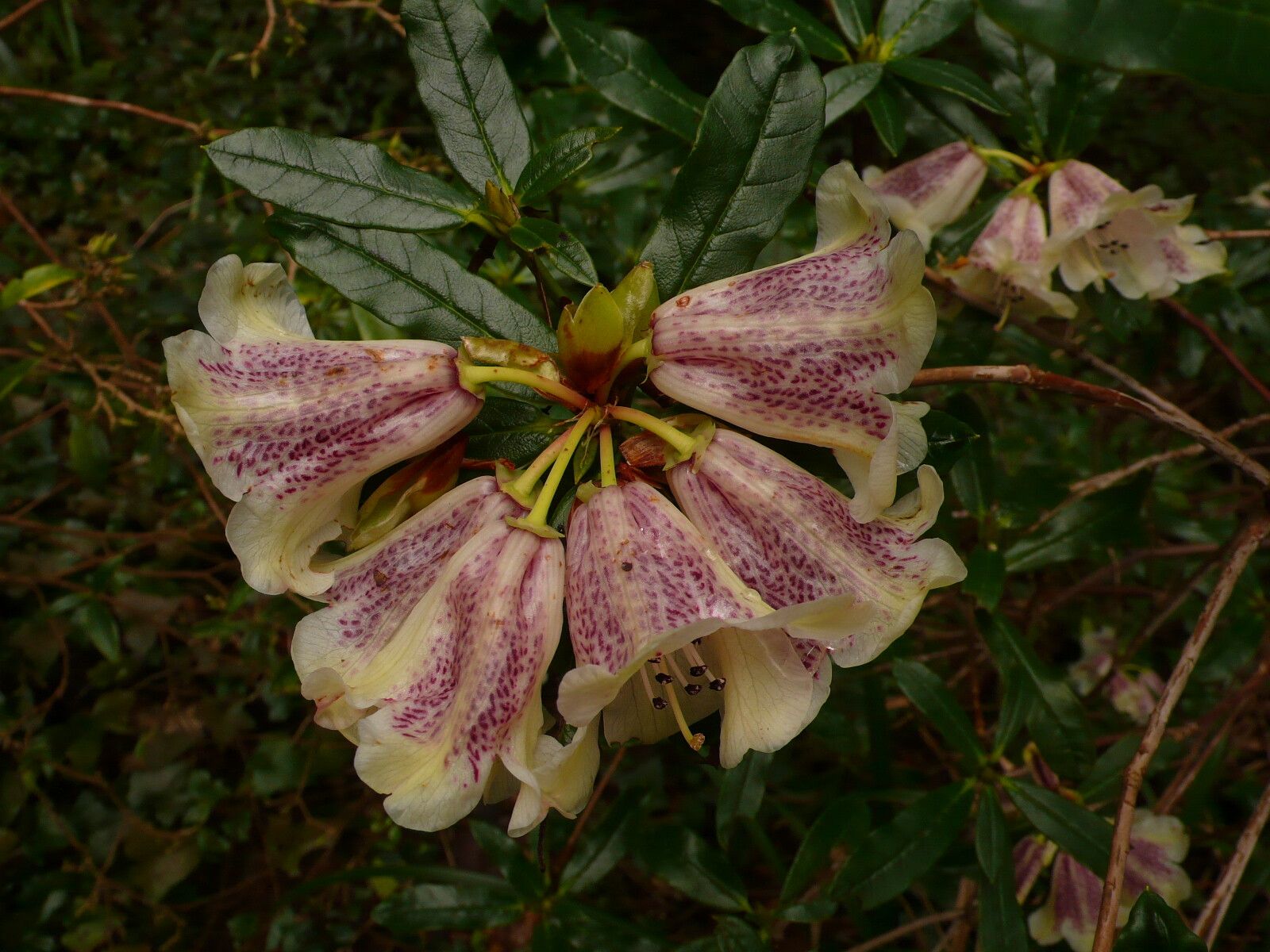 Rhododendron parmulatum flower