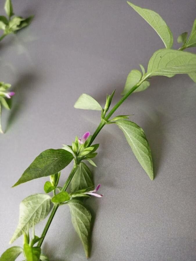 Dicliptera verticillata — houseplant care guide