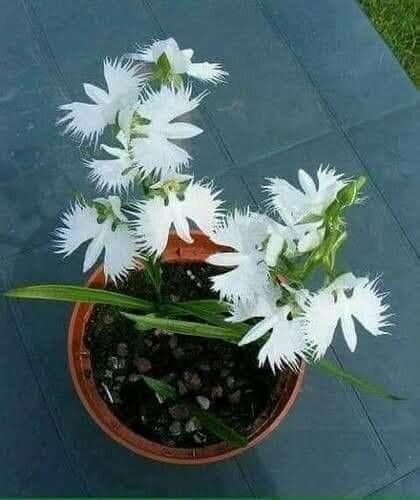 Pecteilis radiata — search result for 'Platanthera'