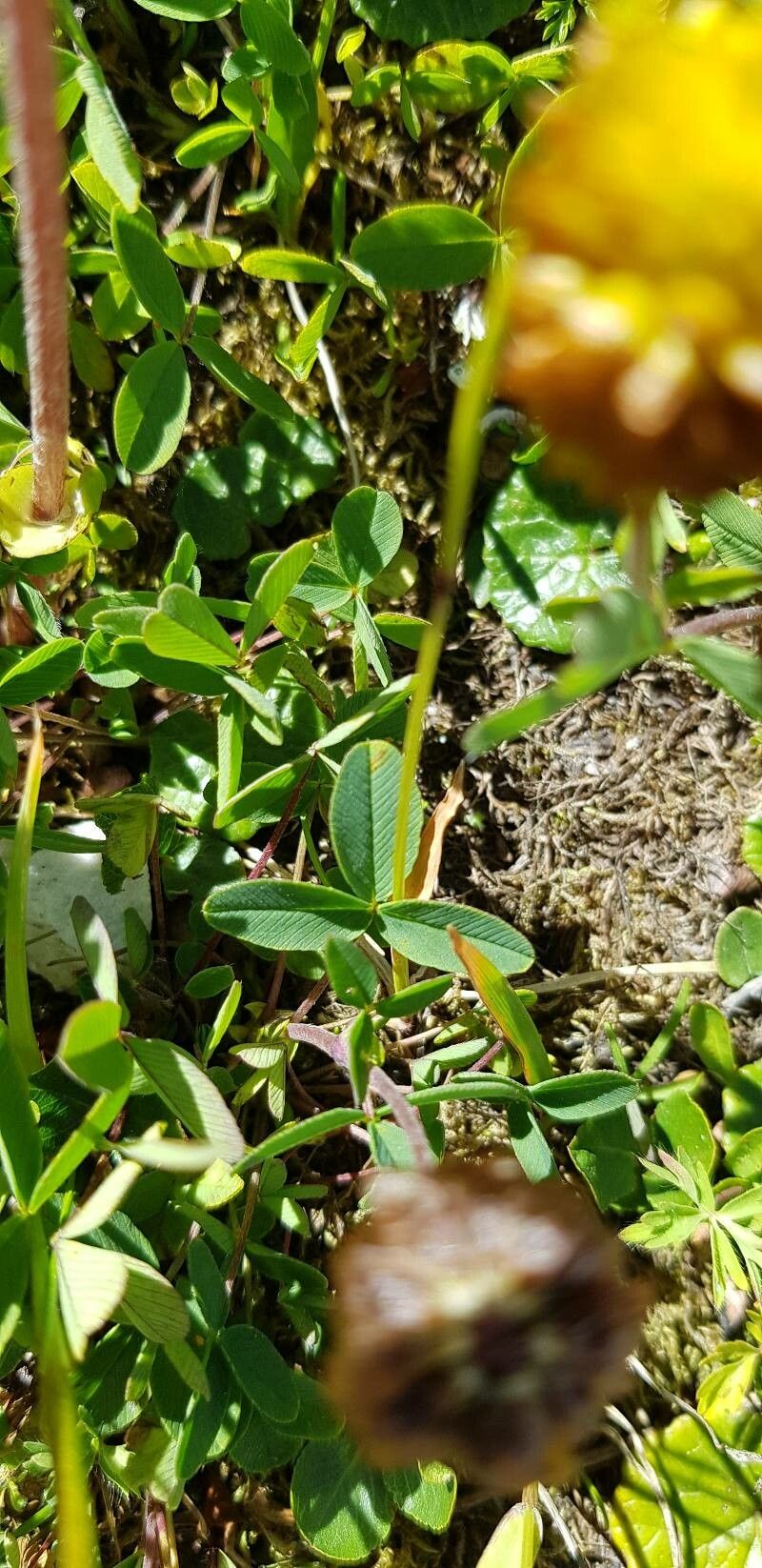 Trifolium badium leaf