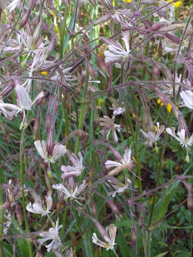 Silene nutans flower