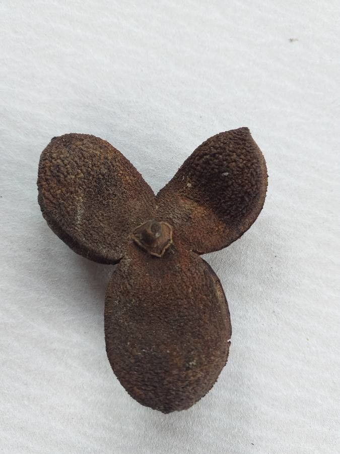 Eucalyptus buprestium fruit