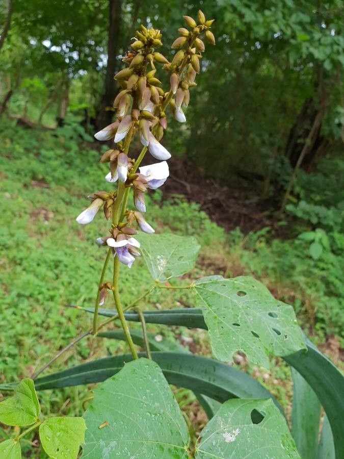 Pachyrhizus erosus flower