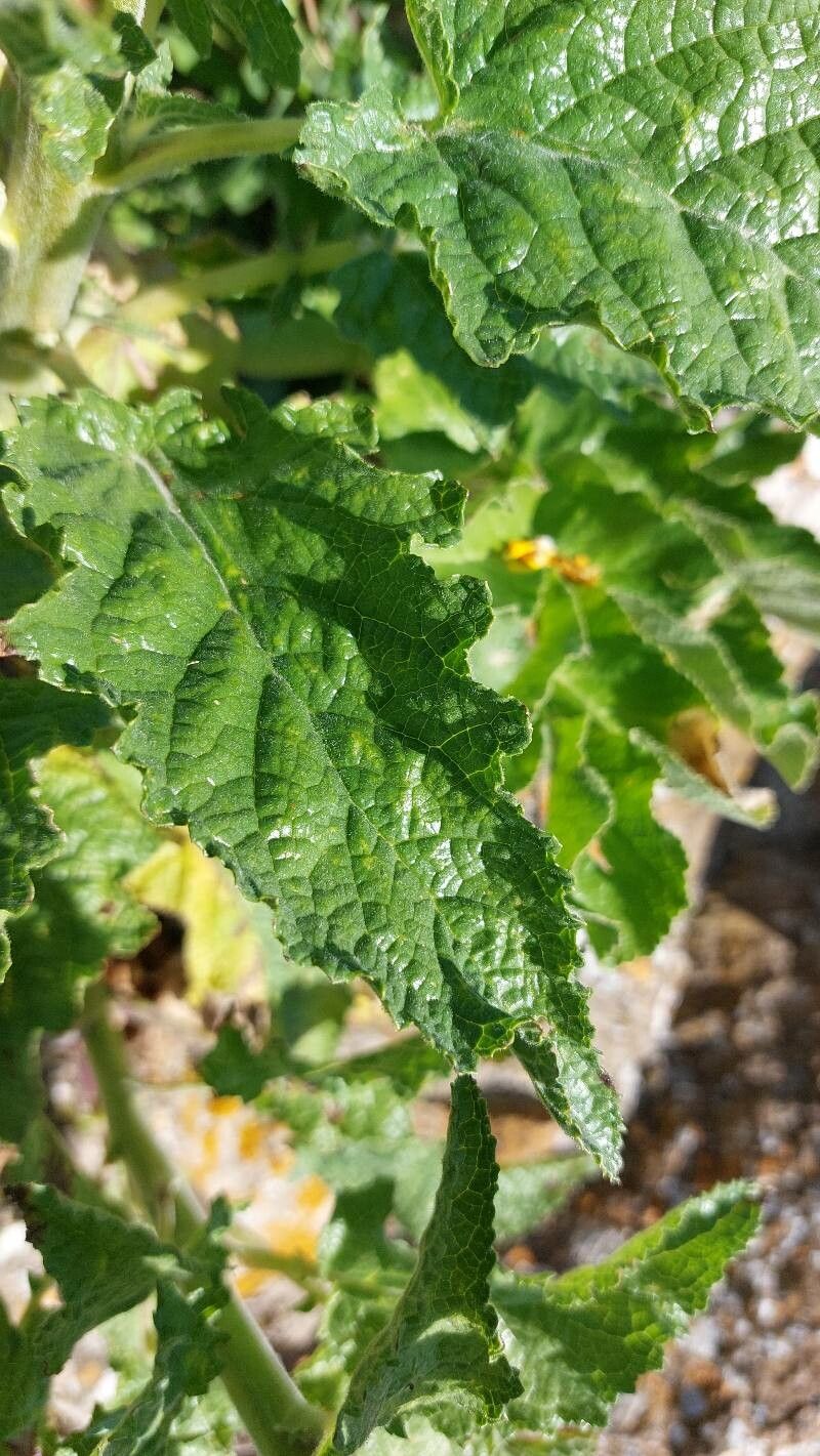 Verbascum creticum — search result for 'Verbascum'