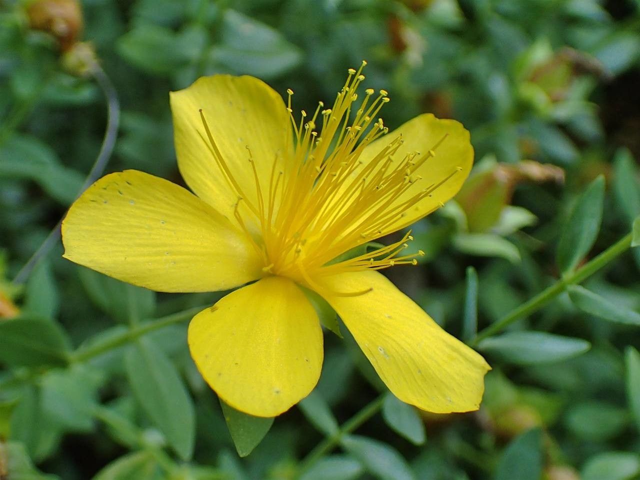 Hypericum reptans flower