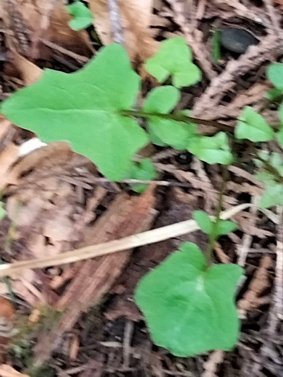 Mycelis muralis leaf