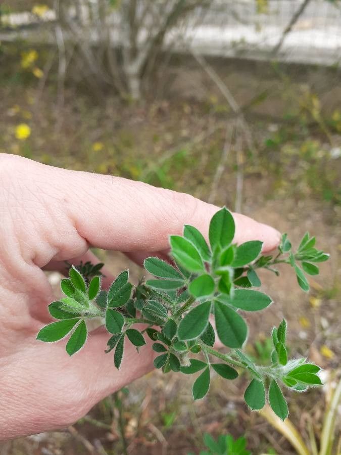 Genista ephedroides — search result for 'Genista'