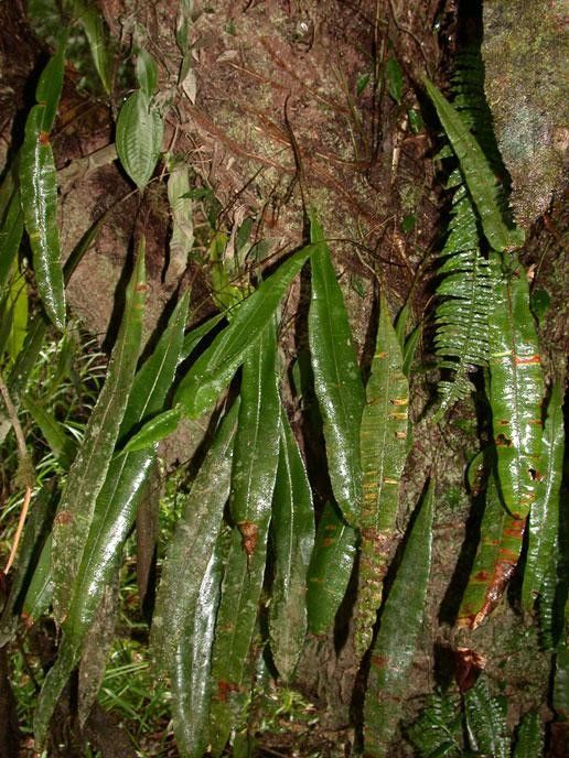 Oleandra articulata — houseplant care guide