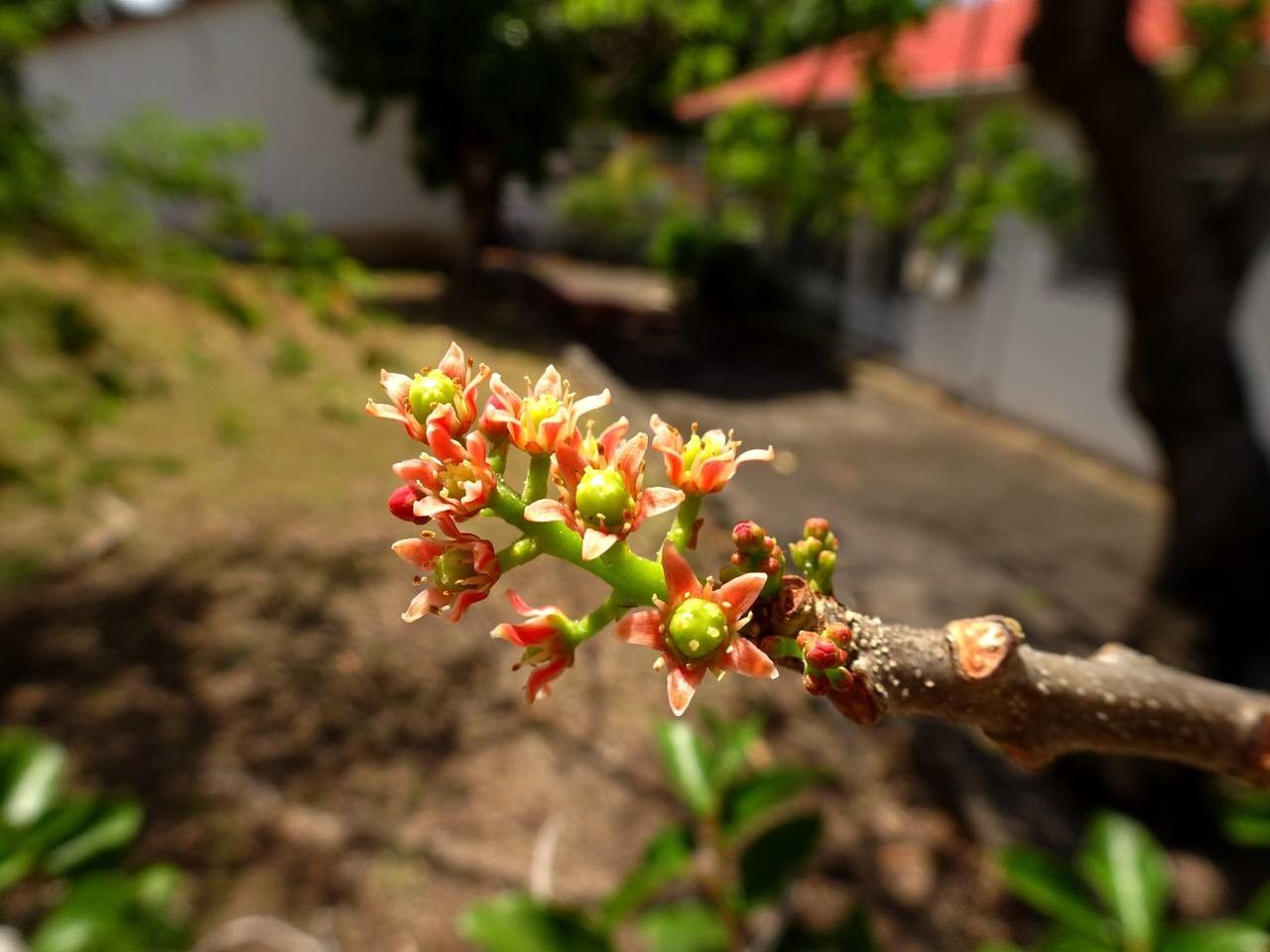 Spondias purpurea flower