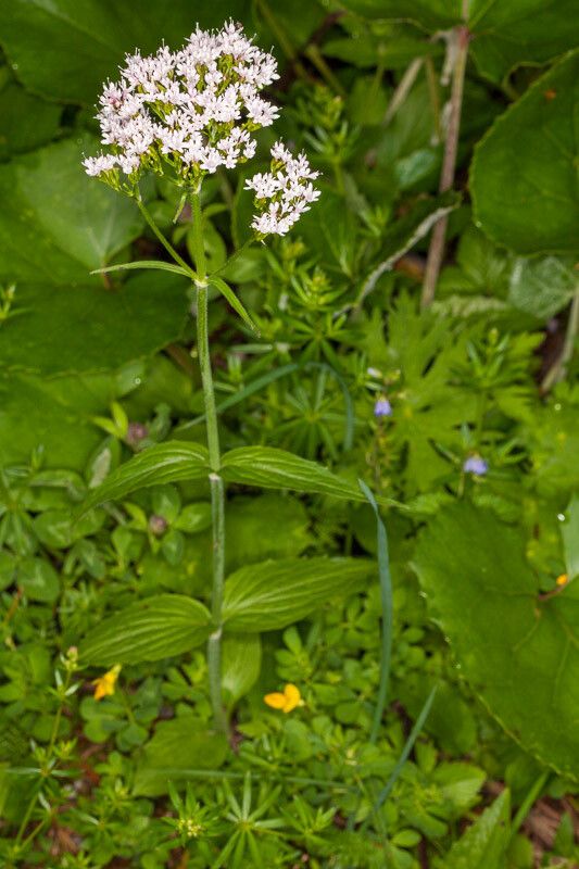 Valeriana tripteris — search result for 'Valeriana'