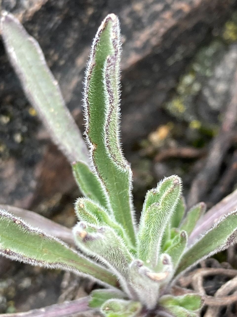 Erigeron ecuadoriensis leaf