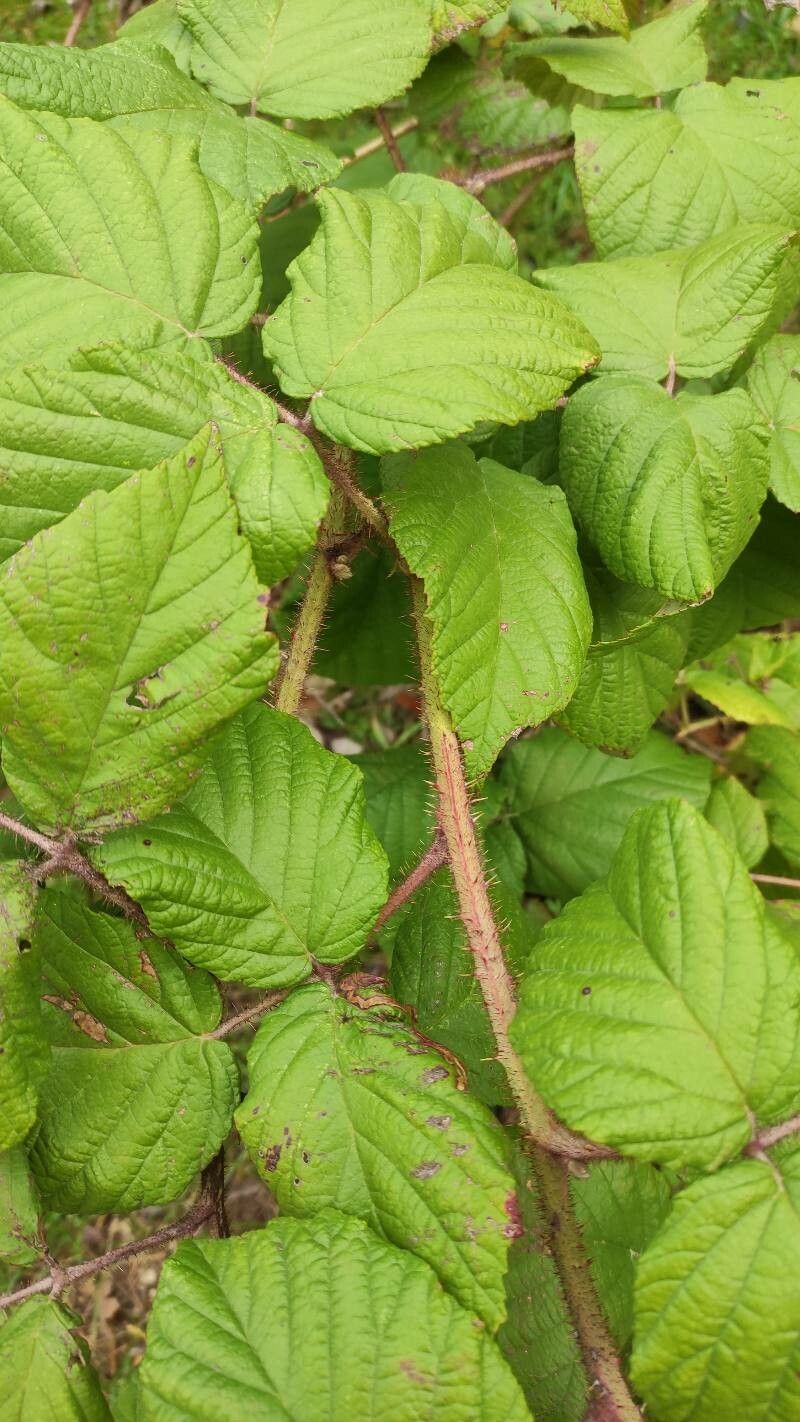 Rubus caucasicus — houseplant care guide