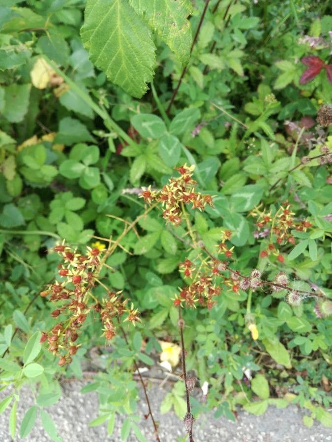 Saxifraga mutata fruit