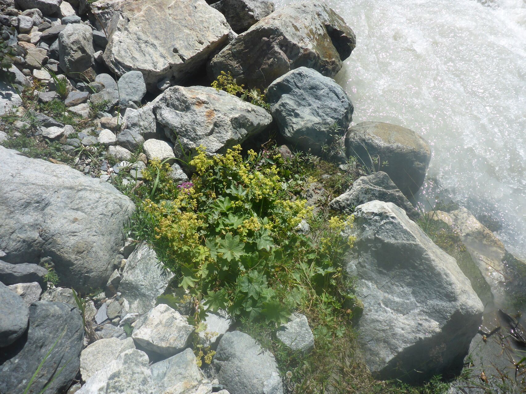Alchemilla tredecimloba habit