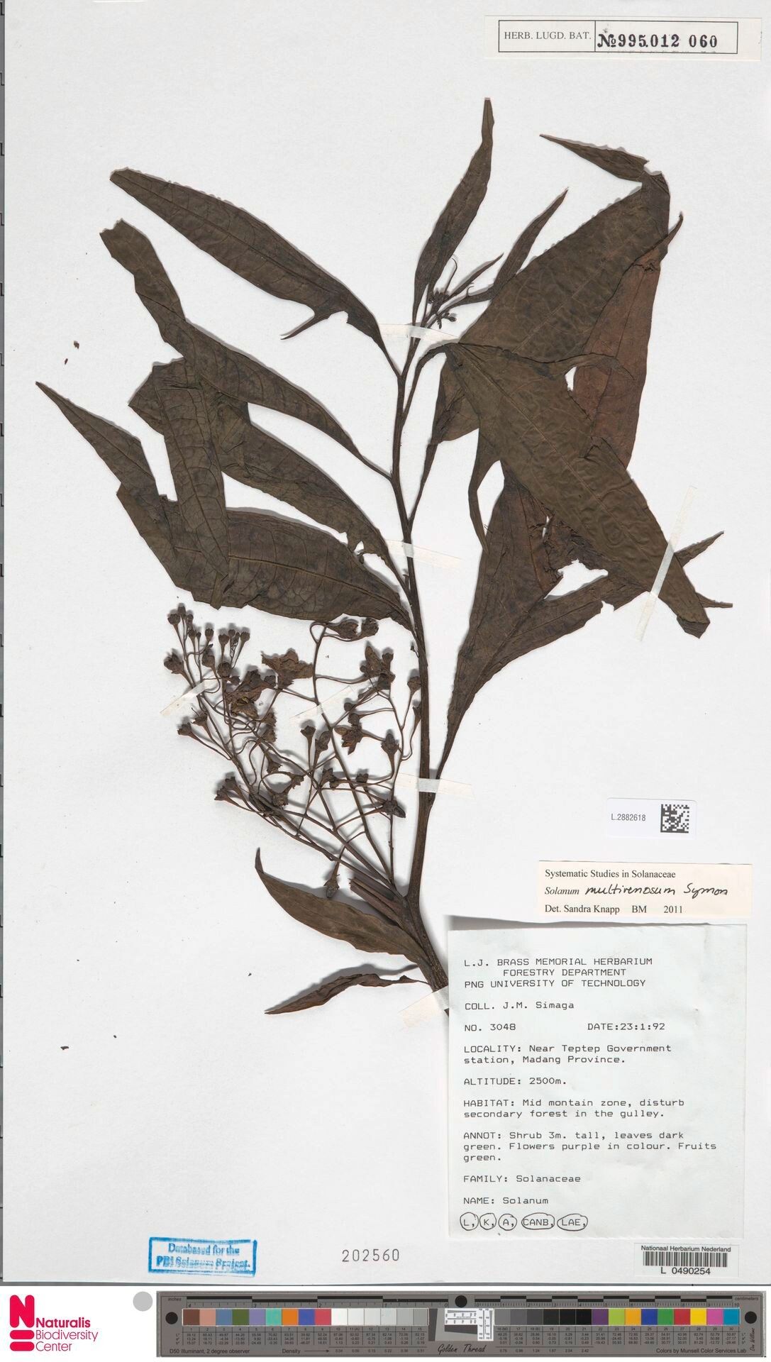 Solanum multivenosum — houseplant care guide