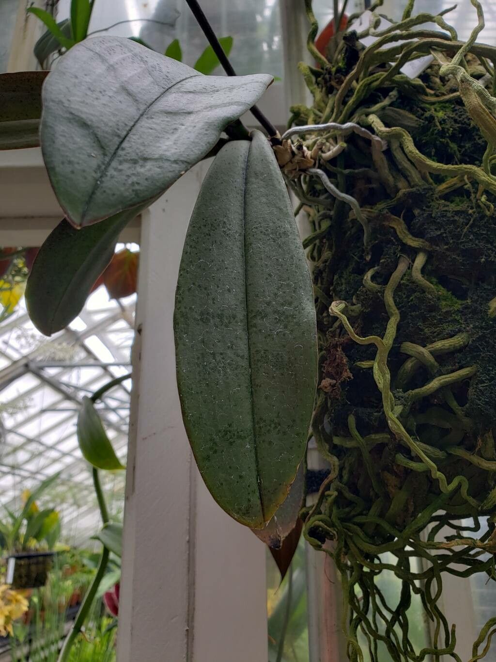 Phalaenopsis celebensis