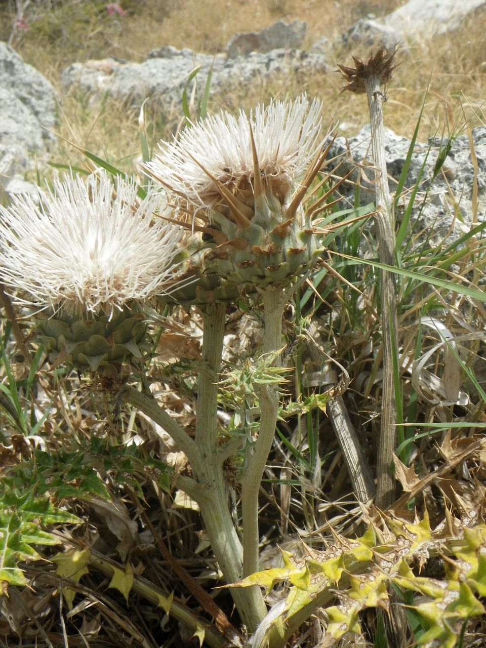 Cynara cornigera fruit