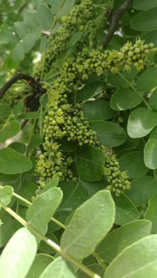 Gleditsia sinensis flower