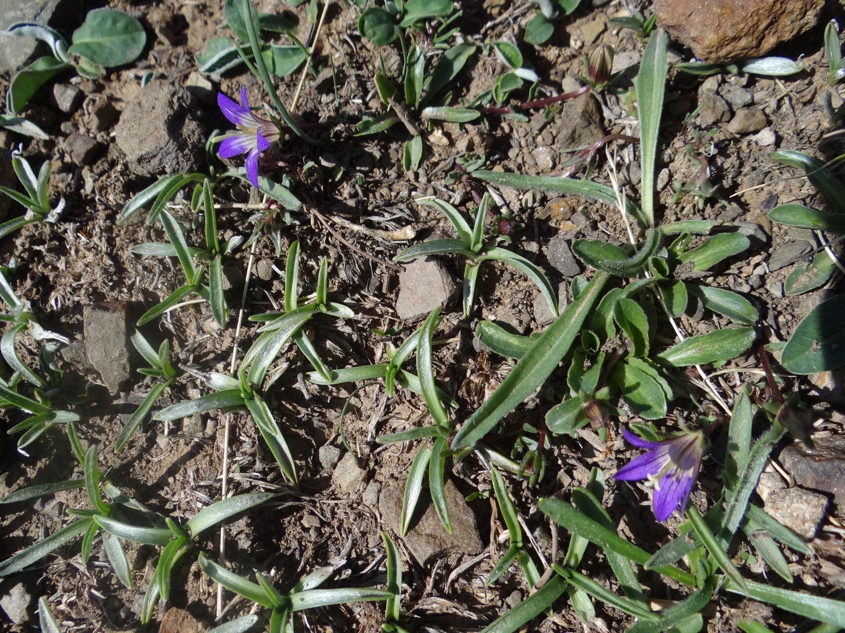 Campanula filicaulis flower