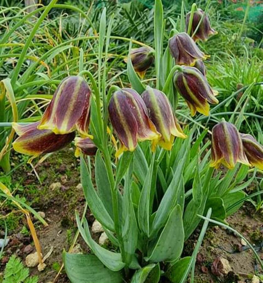 Calochortus barbatus — houseplant care guide