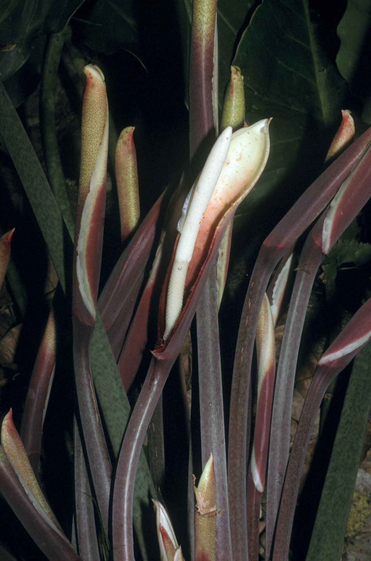 Philodendron deflexum flower