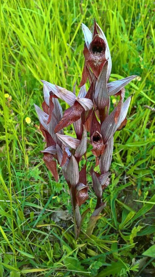 Serapias cordigera leaf