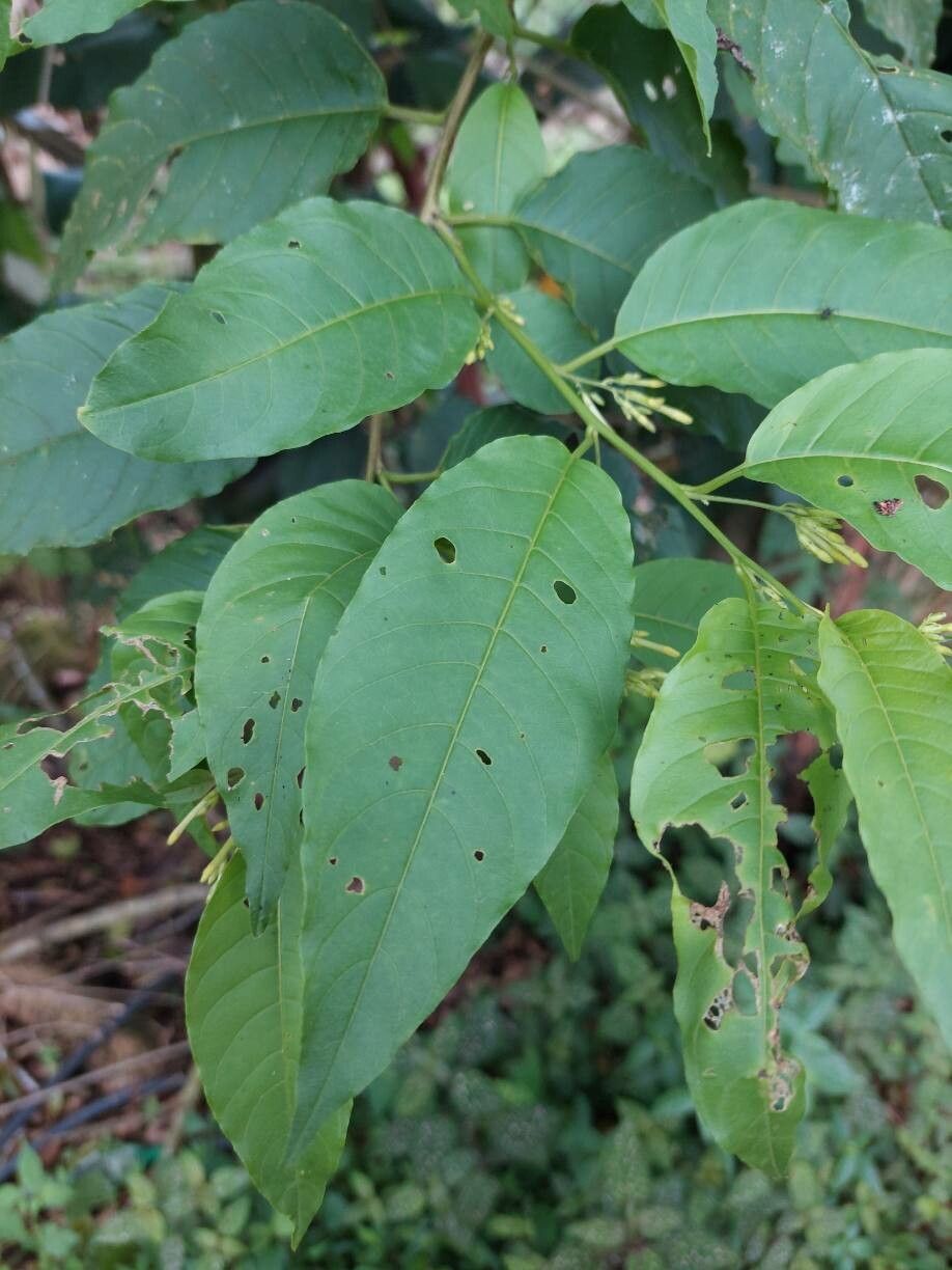 Cestrum racemosum — search result for 'Cestrum'
