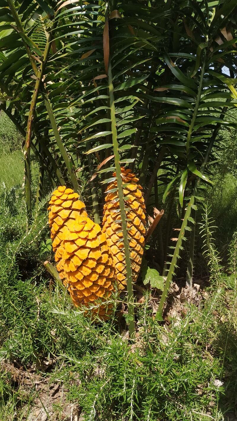 Encephalartos villosus flower