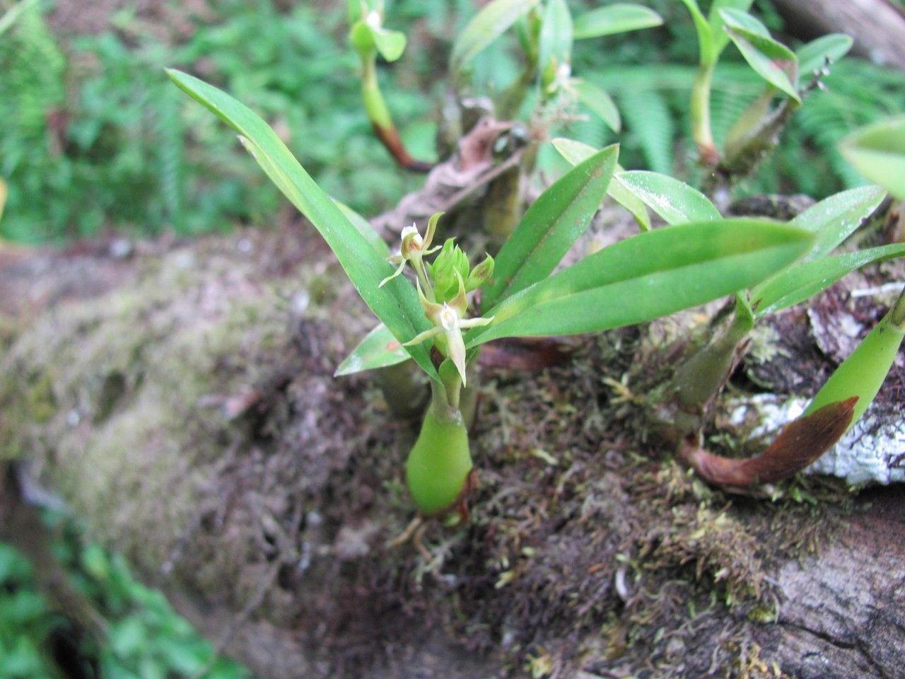 Prosthechea pseudopygmaea — houseplant care guide