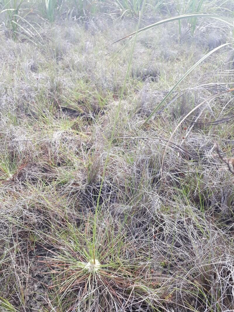 Bulbostylis lanata other