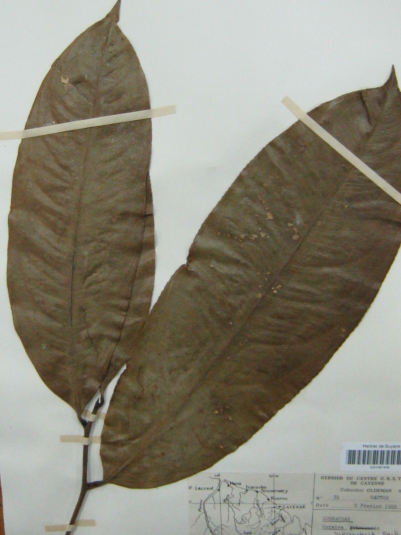 Ouratea macrocarpa other