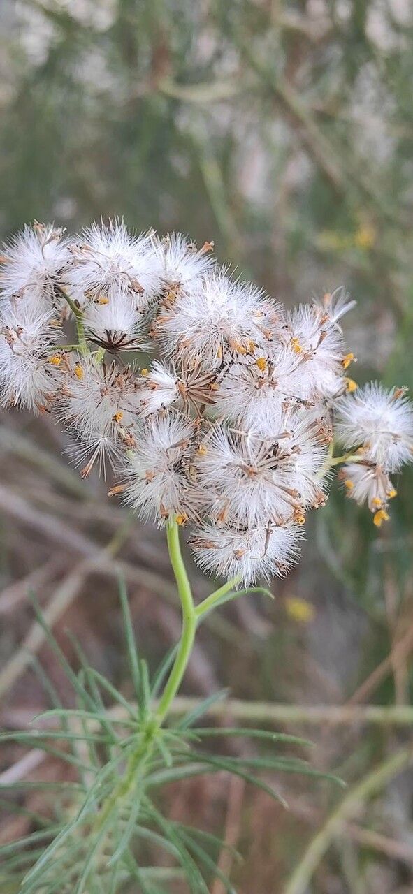 Euryops abrotanifolius fruit