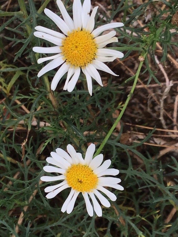 Tanacetum ferulaceum flower
