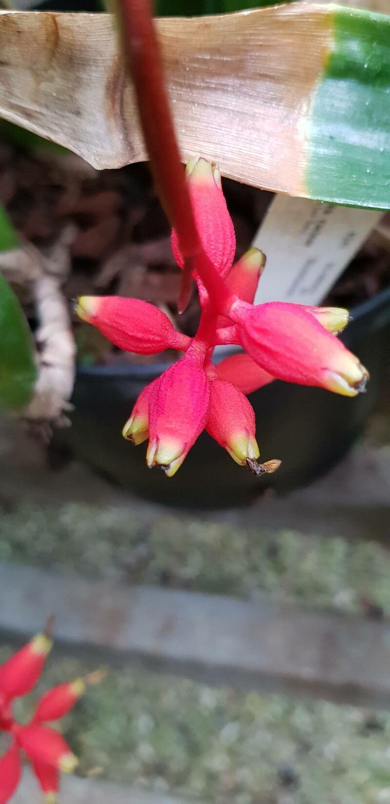 Aechmea racinae flower