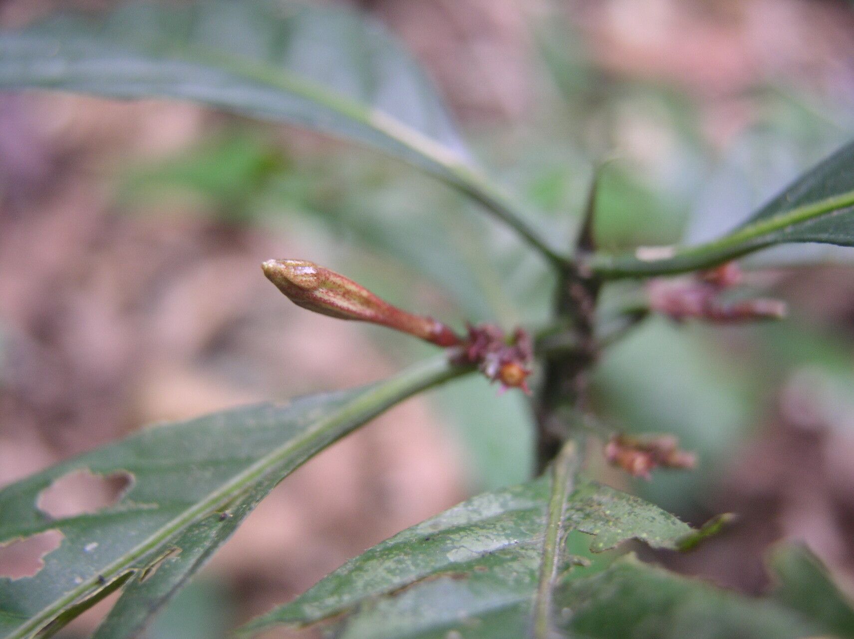 Mitriostigma monocaule — related species from the same genus