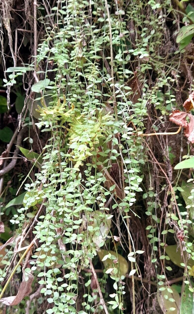 Galium lilloi habit