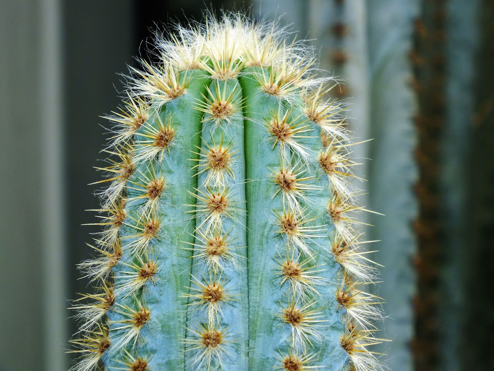 Pilosocereus polygonus — search result for 'Pilosocereus'