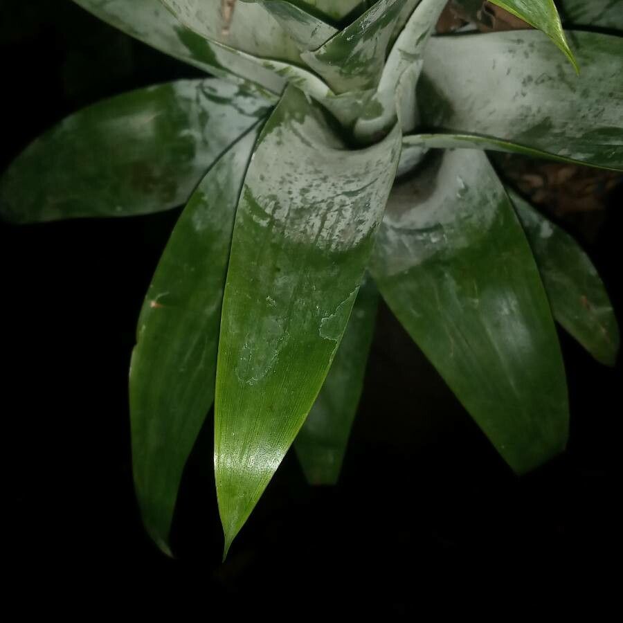 Pitcairnia atrorubens — related species from the same genus