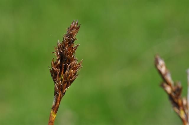 Carex simpliciuscula fruit