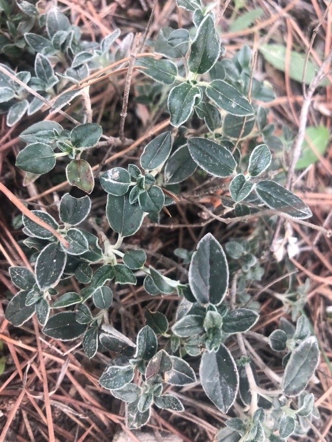 Helianthemum cinereum — houseplant care guide